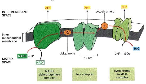 Légzési lánc: bonyolult enzimkomplexből épül fel áthaladás közben az elektronok energiaszintje jelentősen csökken az energiát az enzim komplexei arra