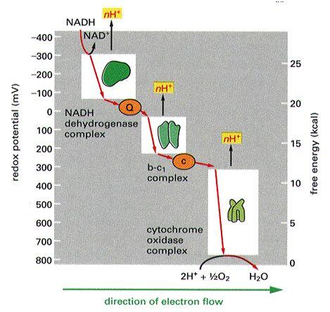 oldalán A felhalmozott H + -ionok ATPszintetáz enzimrendszeren át visszaáramlanak a mátrixba energiát adnak az ATPszintézishez Az elektrokémiai-proton grádiens