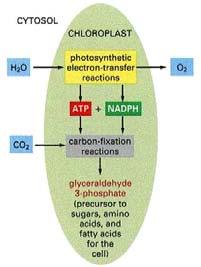 A kloroplasztisz és a fotoszintézis A fotoszintézis a növényekben a kloroplasztiszokban megy végbe A kloroplasztiszban a vízből nyert elektronok és fény segítségével a levegő CO 2 -jából szerves