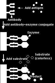 Enzyme-Linked mmunosorbent Assay (ELSA) Biolumineszcencia Dubois (1887) - világító fúrókagyló (Pholas dactylus) - luciferin luciferáz rendszer Jellemzői - a kemilumineszcencia speciális esete