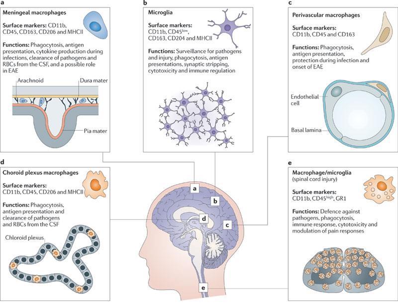 Mikroglia makrofág populációk idegrendszerben CD: