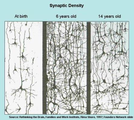 megmarad; synaptic pruning éretlen és nem kellő szinapszisok eliminálódása)