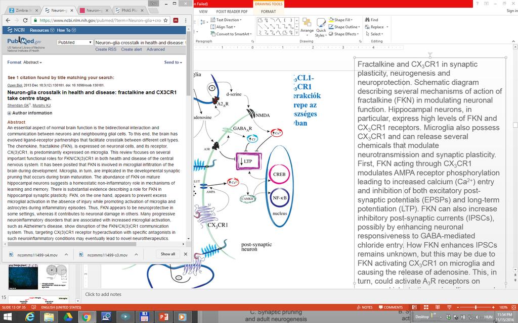 A 1 Rs decrease glutamate release and hyperpolarize neurons plusz még:szolubilis fraktalkin hatások Fractalkine and CX 3 CR1 in synaptic plasticity, neurogenesis and neuroprotection.