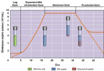 például a Rba. sphaeroides esetében körülbelül 3 óra, folyamatosan megkettőződnek.