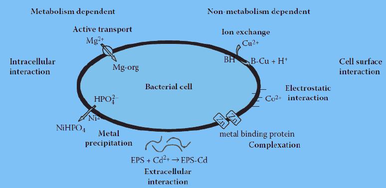 töltésű fémionokkal. Ezek a negatív felületi csoportok nagyrészt peptidoglükánból és lipopoliszaharidokból állnak. Zöld algáknál a száraz tömeg 40% adják (Mehta és Gaur 2015).