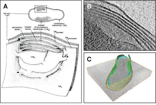 1.3 A fotoszintetikus apparátus felépítése A bíborbaktériumok három membránrendszert tartalmaznak: egy külső membránt (OM), citoplazma membránt (CM) és az intracitoplazma membránt (ICM).