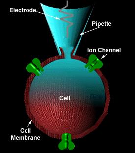 A patch clamp technika alapelve