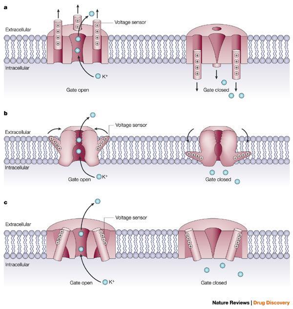 Feszültségfüggő csatornák aktivációs hipotézisei a) A konvencionális gating modell: A töltött S4 szegmens (feszültség-szenzor) transzmembrán mozgást végez.