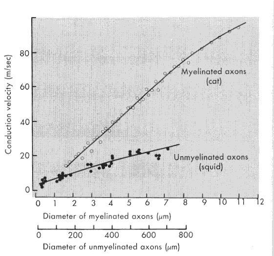 8 7 Akciós potenciál myelinhüvellyel rendelkező és