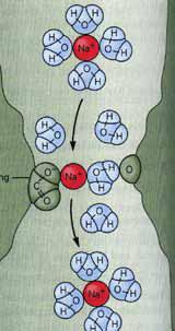 2 2 Egy ioncsatorna elvi struktúrája 1 csatorna domain-ek (tipikusan csatornánként négy) 2 outer vestibule 3 a selectivity filter 4 a selectivity filter átmérője 5 foszforilációs hely 6 sejt membrán