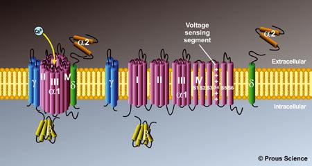 5 1 Feszültségfüggő Ca 2+ csatornák (Cav) A Cav csatornacsalád legalább 10 tagból áll.