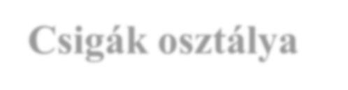 Csigák osztálya Példaállat az éti csiga.