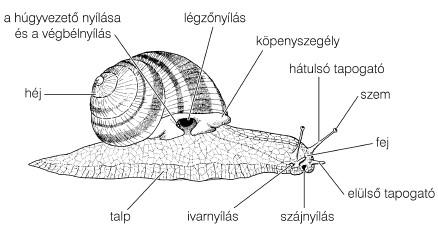 tápcsatorna, ivarszervek, tüdő, szív, vese.