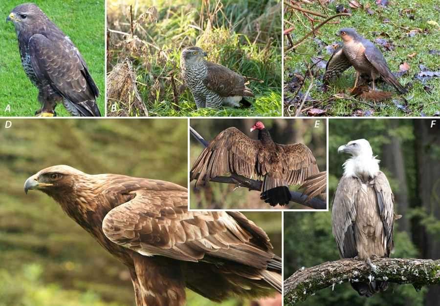 A (B) képen egy halfarkas pingvin tojást próbál zsákmányolni.