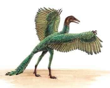 Madarak Szerk.: Vizkievicz András A tollas dinoszauruszokból alakult ki a legkorábbi ismert madár, a jurakori (150 millió éve), galamb nagyságú Archaeopteryx.