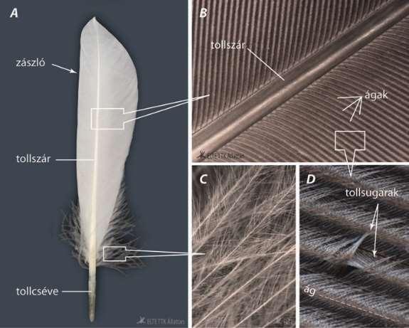 repülést. A tollak lehetnek: 1. Kontúrtollak (a. ábra) melyek lehetnek fedő- (testen), evező- (szárnyon), kormánytollak (farok). 2.