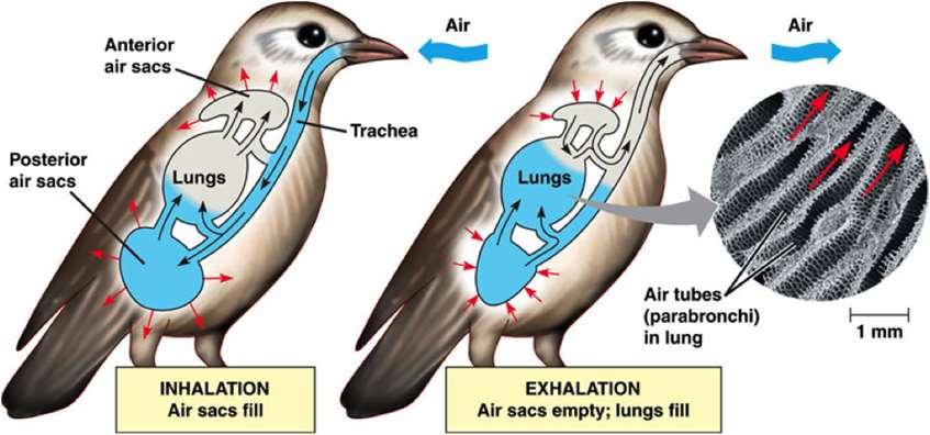 annak tüdősípjait ismét átjárja, így a levegő kétszer halad át a légzőfelületen.