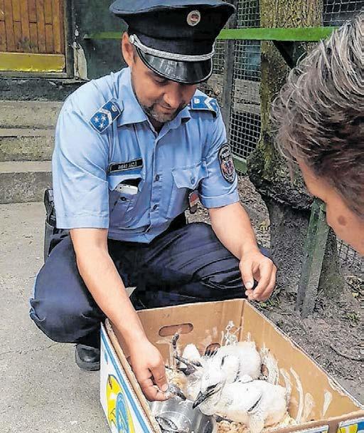 A téli időszakban érdemes száraz samponokat választani, hiszen ezek alkalmazása nem igényel vízhasználatot, így nem kockáztatjuk vele lovunk meghűlését.