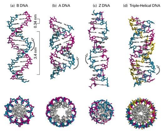 B-DS A-DS Z-DS ármas (triple) helix http://www.