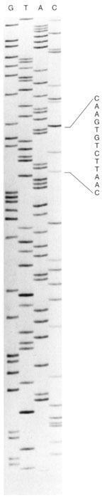 2b. Didezoxi nuleotid