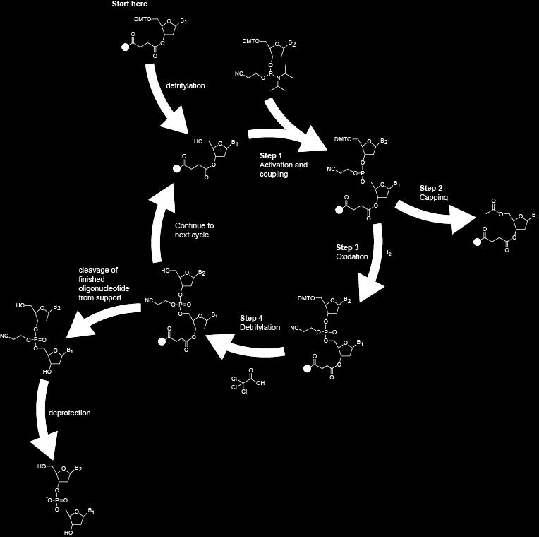 ligonukleotid szintézis ciklus ( phosphoramidite ) Kezdés Tritil-csoport hasítása Következő ciklus 1. lépés Aktiválás, kapcsolás 2.