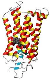 C 3 C 2 =C-C=C 2 A-vitamin Kuhn, 1931, halak májából,farkasvakság, 0,5-1 mg/nap, 1 E = 0,6 mg provitamin: b-karotin világos sárga olaj, fp.