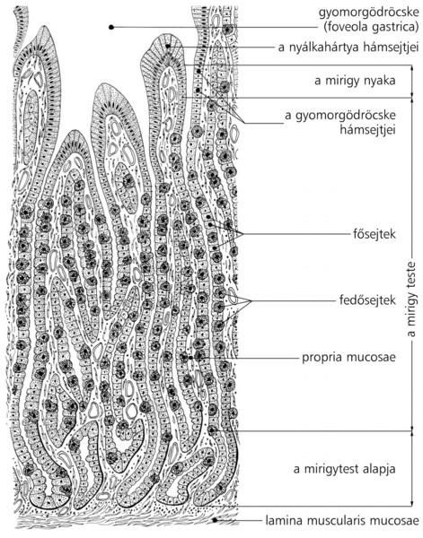 Gyomor: Mucosa: hengerhám A nyálkahártya mély, tölcsérszerű gödröket alkot, felületére merőlegesen sűrűn egymás mellé rendezett csöves mirigyek nyílnak.