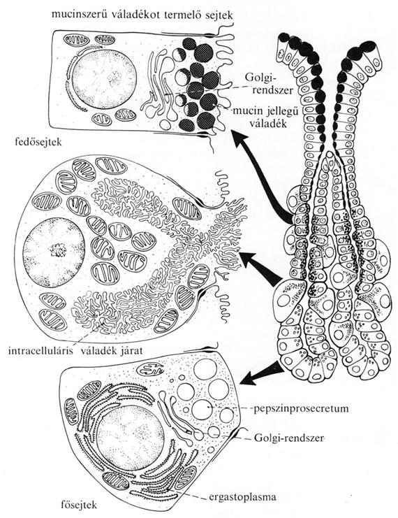 Fedősejtek: savelválasztásért felelősek. Mirigy külsejére vannak szorulva a többi mirigysejt által alkotott sorból. Hatalmas intracelluláris járatrendszer sok mitokondrium, kevés ER.