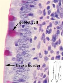 A felszívó hámsejtek közt mucint termelő kehely-sejtek.