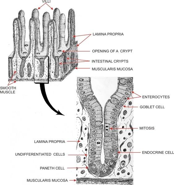 Lieberkühn-féle mirigyek vagy crypták A tunica mucosa lamina propriáját a felszínre merőleges csöves mirigyek foglalják el.