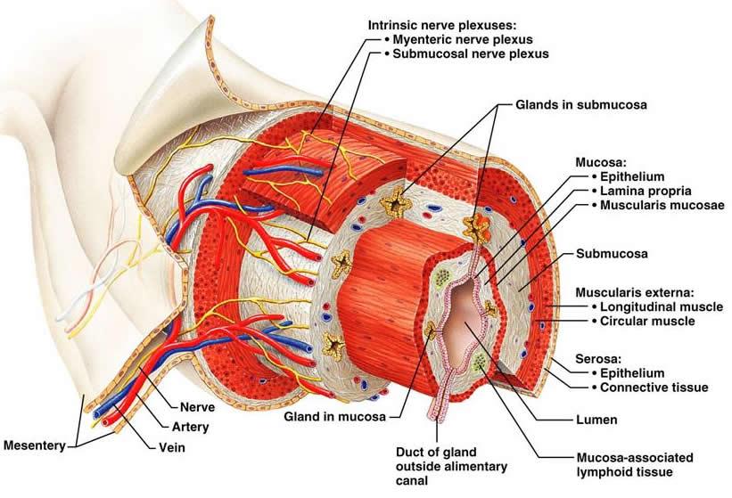 Bélcsatorna falának felépítése: Nyálkahártya tunica mucosa Nyálkahártya alatti réteg tunica