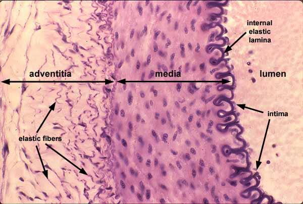 Érfal rétegei: belhártya (intima) hámszövet középső réteg (tunica media) :