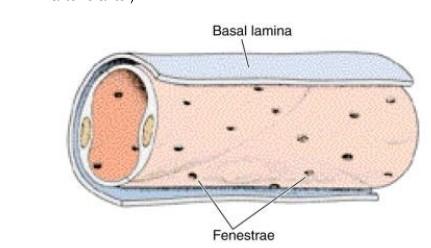 Kapillárisok: Hajszálér: 5-20 μm Fala endothéliumból és bazális membránból áll, simaizom nincs az érfalban (Fő különbség az
