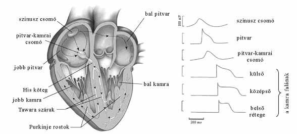 Ingervezető rendszer: His-köteg (fasciculus atrioventricularis) a pitvar-kamrai csomóból előrefelé eredő izomsejtköteg.