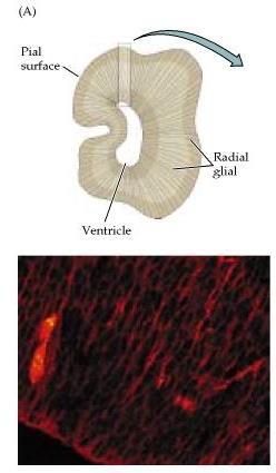 idegsejt-előalakok a radiális glia