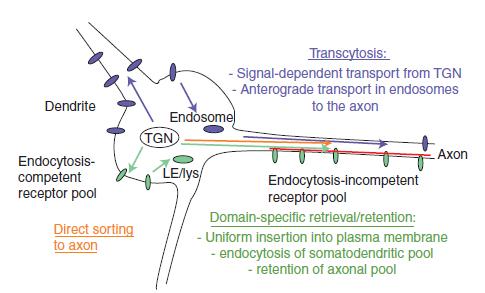 Az axonális transzmembrán fehérjék transzportútvonalai L1/NgCAM CB1R APP synaptophysin (p38) EAA1/Rab5 függő endocitózis 1.