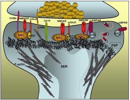 A neuronális vázfehérjék mikrofilamentumok (aktin) - 400-800 nm hossz, 4-6 nm átmérő - preszinaptikus terminális, dendrittüske, növekedési kúp, kortikális (plazmamembrán alatti) hálózat -