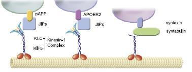 MT- vég felé KIF2A, 2C: MT depolimerizáció kinezin-1