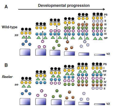 (apolipoprotein E receptor 2), VLDLR (very-low-density lipoprotein receptor); Dab1