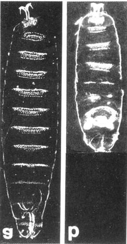 Az egyedfejl dés genetikai szabályozása 81 Ha egy Drosophila pete elüls részébe beleszúrunk, és egy kevés citoplazmát kiengedünk a pete legelüls részéb l, a meglékelt petében olyan embrió fejl dik,