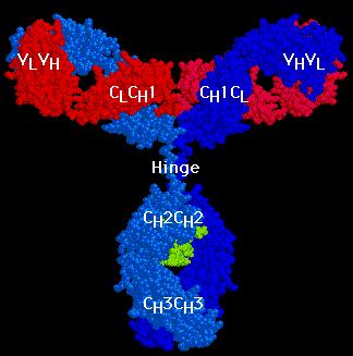 Az immunglobulinok