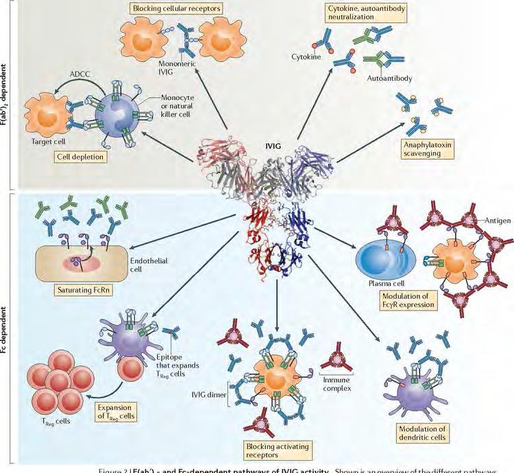 Schwab I, Nimmerjahn F: Intravenous immunoglobulin therapy: how does IgG modulate the immune system?