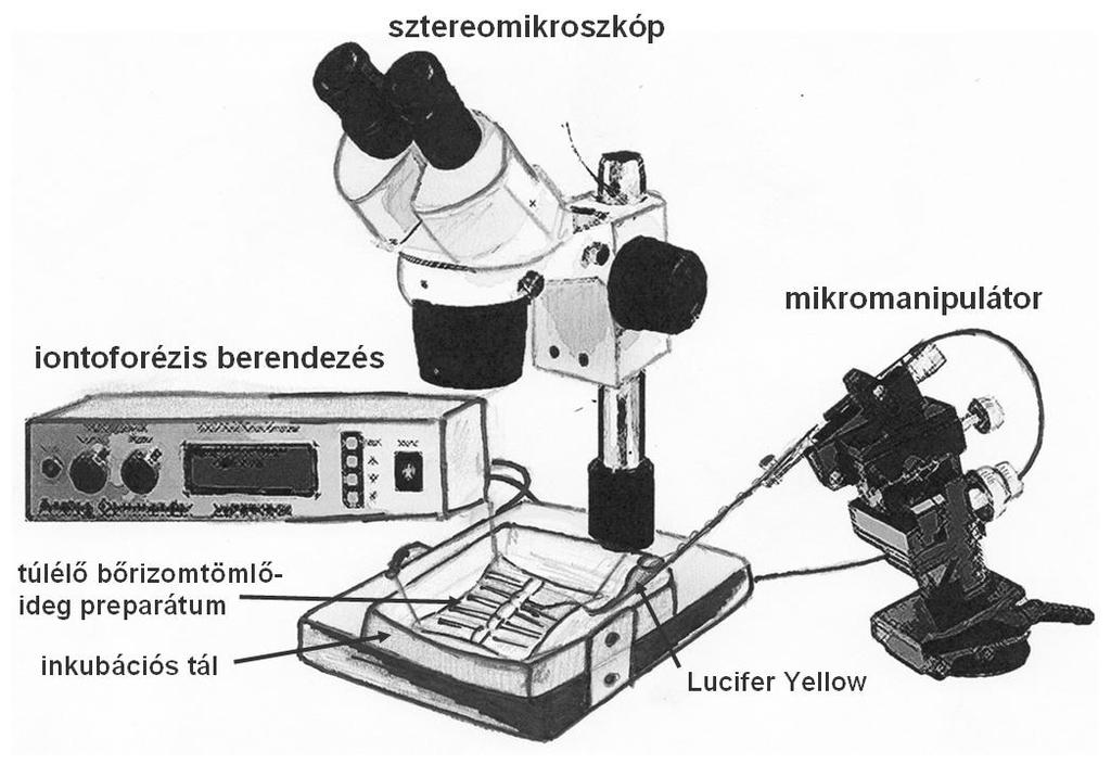 A kiértékelést Olympus FV 1000 típusú (Olympus, America PA, USA) konfokális lézerszkenning mikroszkópon végeztük, a háromdimenziós rekonstrukciókat pedig Imaris (version 7.