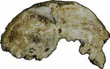 Ez az előember ezelőtt 1,5 millió és 300 000 év között élt Afrika és Eurázsia nagy részén. A korábbi fajoknál nagyobb test és agytérfogat jellemezte. Ismerte a tüzet, többféle kavicseszközt használt.