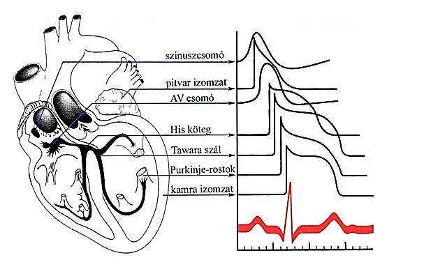 1. ábra. A szív különböző helyein regisztrált akciós potenciálok és az EKG összefüggése.