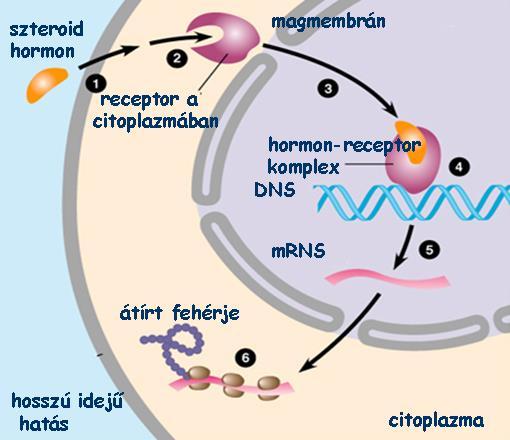 Hormon-receptor kölcsönhatás I. lipidoldékony hormonok: pajzsmirigyhormonok szteroidhormonok egyes szteroidszármazékok (pl.