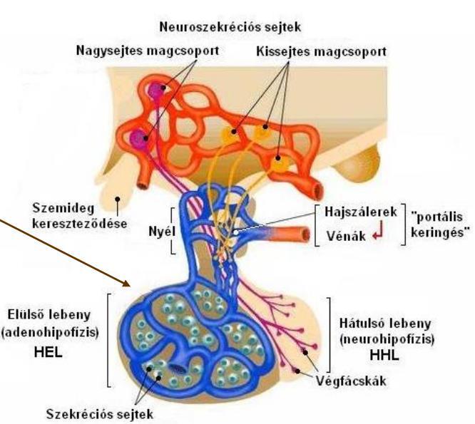 Hipotalamusz különböző magcsoportjai