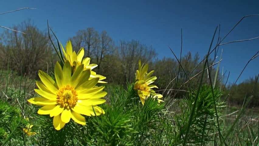 Tavaszi hérics (Adonis vernalis) Védett!