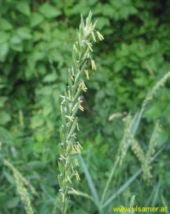 Közönséges tarackbúza (Agropyron repens) -Egyéb