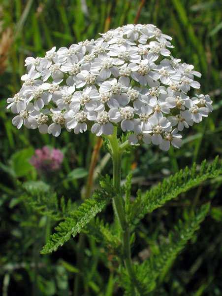 Ge Achillea millefolium közönséges cickafark 30-60(-100) cm, felálló, többnyire csak a virágzatnál elágazó szárú, gyöktörzses évelő. Levelei lándzsásak, 2-3-szorosan szárnyasan szeldeltek.